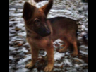 https://image.noelshack.com/fichiers/2015/47/1448090599-chien.jpg