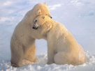 https://image.noelshack.com/fichiers/2015/48/1448493120-love-lessons-to-be-learnt-from-animals-kingdom-bear-hug.jpg