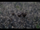 https://image.noelshack.com/fichiers/2015/50/1450000225-dscf8077.jpg