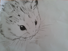 https://image.noelshack.com/fichiers/2015/51/1450159361-hamster.jpg