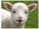 https://image.noelshack.com/fichiers/2015/51/1450543529-agneau-598861-3-marys-lamb2.jpg