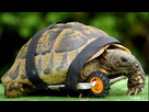 https://image.noelshack.com/fichiers/2015/52/1450958043-tortue-geniale.jpg