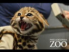 https://image.noelshack.com/fichiers/2015/52/1451060438-blackfootedcat05.jpg