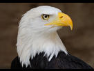 https://image.noelshack.com/fichiers/2016/01/1451999302-bald-eagle-profile-portrait-2.jpg
