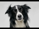 https://image.noelshack.com/fichiers/2016/02/1452542314-border-collie.jpg