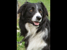 https://image.noelshack.com/fichiers/2016/02/1452542320-border-collie-2.jpg