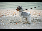 https://image.noelshack.com/fichiers/2016/02/1452691321-mon-chien-tire-sur-la-laisse.jpg