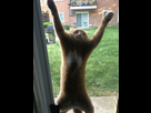 https://image.noelshack.com/fichiers/2016/02/1452737713-funny-cat-fails-21-605.jpg