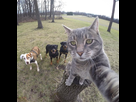 https://image.noelshack.com/fichiers/2016/02/1453065675-chat-se-prend-selfie-yoremahm-manny-2.jpg