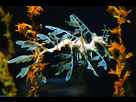 https://image.noelshack.com/fichiers/2016/03/1453150287-leafy-sea-dragon.jpg