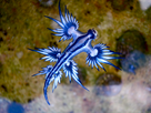 https://image.noelshack.com/fichiers/2016/03/1453150645-blue-dragon-glaucus-atlanticus-8599051974.jpg