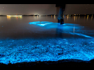 https://image.noelshack.com/fichiers/2016/03/1453152222-bioluminescent-plankton.jpg