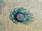 https://image.noelshack.com/fichiers/2016/03/1453152761-porpita-porpita-blue-button-found-on-uttorda-beach-goa-india.jpg