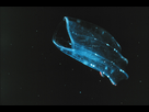 https://image.noelshack.com/fichiers/2016/03/1453153721-1280px-ctenophore2.jpg