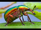 https://image.noelshack.com/fichiers/2016/03/1453155902-insects-closeup-032.png