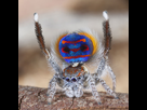 https://image.noelshack.com/fichiers/2016/03/1453155942-peacock-spider-jurgen-otto-1.jpg