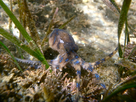 https://image.noelshack.com/fichiers/2016/03/1453157377-blue-ringed-octopus-hapalochlaena-maculosa-parsley-bay-sydney-nsw.jpeg