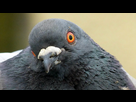 https://www.noelshack.com/2016-03-1453264930-pigeon-face.jpg