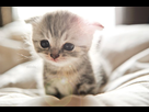 https://image.noelshack.com/fichiers/2016/04/1453723900-extremely-cute-kitten-large.jpg