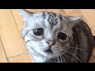 https://image.noelshack.com/fichiers/2016/04/1454171151-chat-triste-tl-png.jpg