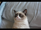 https://image.noelshack.com/fichiers/2016/04/1454174234-grumpy-cat.jpg