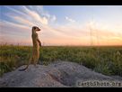 https://image.noelshack.com/fichiers/2016/07/1455655449-suricate-kalahari.jpg