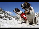 https://image.noelshack.com/fichiers/2016/07/1455657832-st-bernard-rescue-dog.jpg
