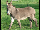 https://image.noelshack.com/fichiers/2016/07/1455713700-ane-cotentin-lulu.jpg