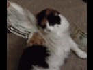https://image.noelshack.com/fichiers/2016/07/1456079454-giphy.gif