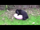 https://image.noelshack.com/fichiers/2016/08/1456095909-9kjxdzt.gif