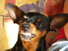 https://image.noelshack.com/fichiers/2016/08/1456313461-m-raza-pinscher-enano-html.jpg