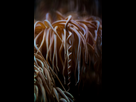 https://image.noelshack.com/fichiers/2016/08/1456474782-anemone.jpg