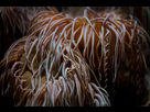 https://image.noelshack.com/fichiers/2016/08/1456474852-anemone-1.jpg