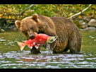 https://image.noelshack.com/fichiers/2016/09/1456752692-rml-bear-eating-sockeye-1024x683.jpg