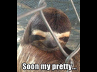 https://image.noelshack.com/fichiers/2016/09/1456877352-rape-sloth-meme-christmas-30.jpg