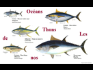 https://www.noelshack.com/2016-09-1457168626-thon-rouge-obecc80se-albacore-germon-patudo-thon-blanc-listao-bluefin-conserve.jpg