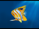 https://image.noelshack.com/fichiers/2016/09/1457200003-poisson.jpg