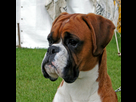 https://www.noelshack.com/2016-10-1457466401-boxer-chien-race-histoire-elevage-standard-caractere-pelage-taille-poids-comportement-animal-animaux-compagnie-animogen-4.jpg