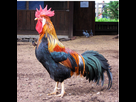 https://image.noelshack.com/fichiers/2016/10/1457644837-brown-leghorn-rooster-in-australia.jpg