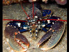 https://image.noelshack.com/fichiers/2016/12/1458830300-homard.jpg