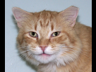 https://image.noelshack.com/fichiers/2016/12/1458907095-cat-with-tipped-ear.jpg