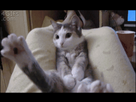 https://image.noelshack.com/fichiers/2016/13/1459125053-cattrap.gif