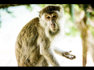 https://image.noelshack.com/fichiers/2016/13/1459176516-32614074-un-singe-mignon-montrant-sa-paume-comme-si-mendier-de-l-argent-ou-en-demandant-que-voulez-vous-rep-r-banque-d-images.jpg