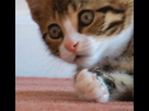 https://image.noelshack.com/fichiers/2016/13/1459449941-1408121200-kitty-yay.gif