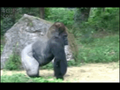 https://image.noelshack.com/fichiers/2016/14/1459726102-wpid-gorilla-walks-off.gif