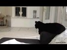 https://image.noelshack.com/fichiers/2016/14/1459793702-giphyfive.gif
