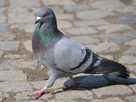 https://image.noelshack.com/fichiers/2016/14/1459964327-rock-pigeon-columba-livia-in-iasi.jpg