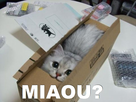 https://image.noelshack.com/fichiers/2016/14/1459979718-mon-chat.jpg