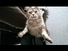 https://image.noelshack.com/fichiers/2016/15/1460377677-tmp-10992-dsc-1281-652575412.jpg