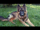 https://image.noelshack.com/fichiers/2016/15/1460378061-loki.jpg